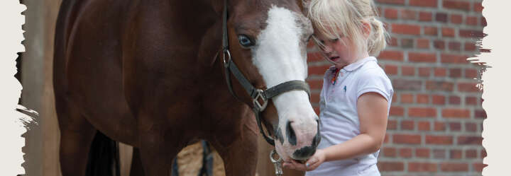 einstiegsbanner pferd  pferdefutter leckerli derby